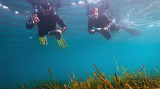 ​Compromiso para promover la conservación de la Posidonia oceanica en España