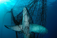 España es el mayor importador y exportador de tiburones y rayas de todo el Mediterráneo