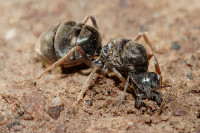 El secreto de las hormigas para trabajar tanto: el descanso