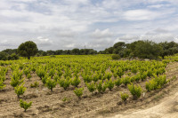 Albillo Real ECO 2022, un vino madrileño galardonado y nacido en la Sierra de Gredos