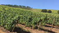 Terras Gauda alcanza la máxima sostenibilidad del viñedo