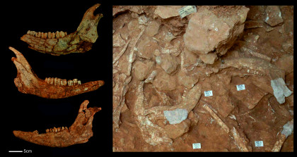 Los grupos humanos de Atapuerca aprovechaban bisontes de forma sostenible hace más de 350.000 años