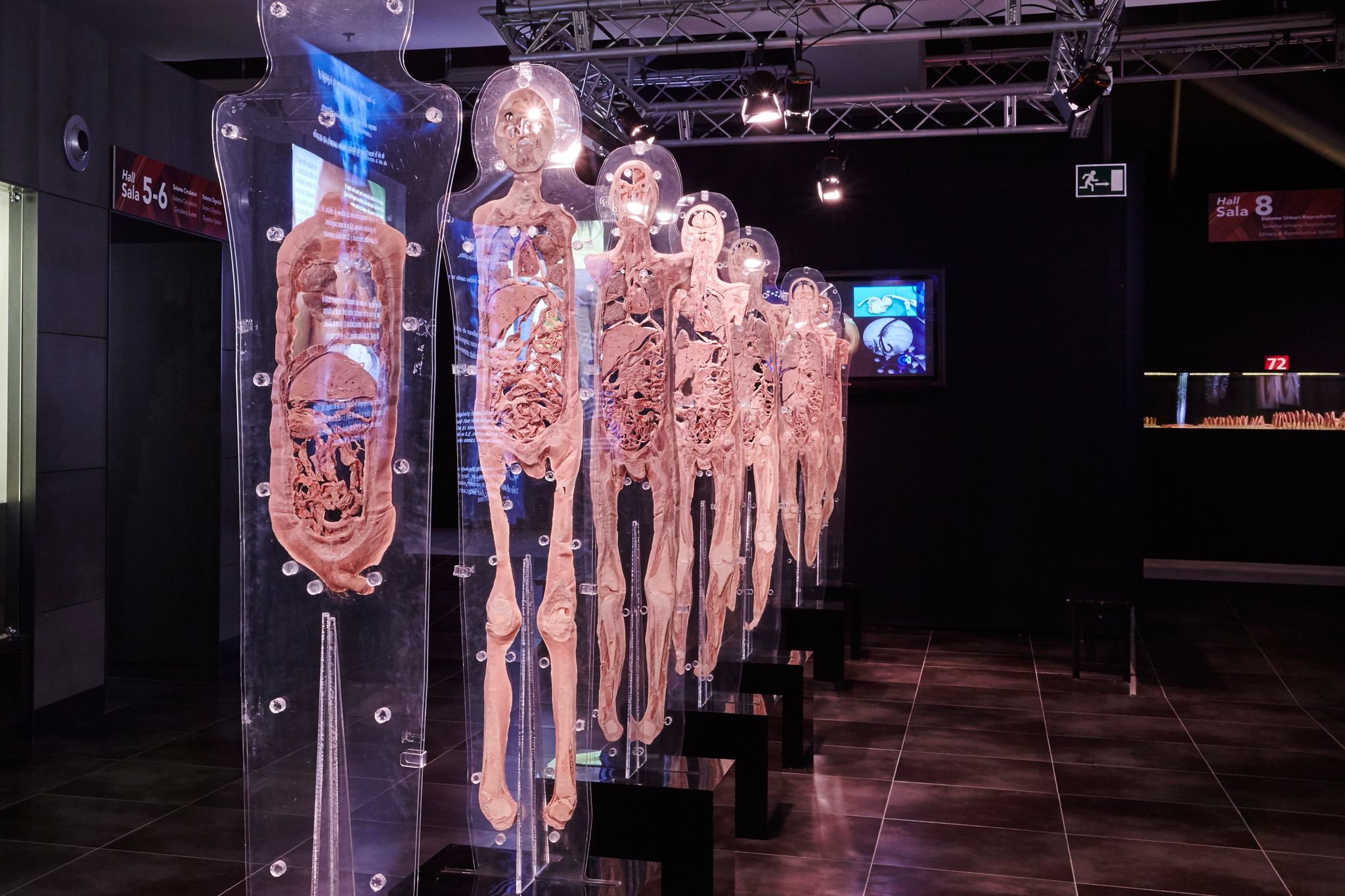 La muestra 'Human bodies' registra 35.000 visitantes en Barcelona en