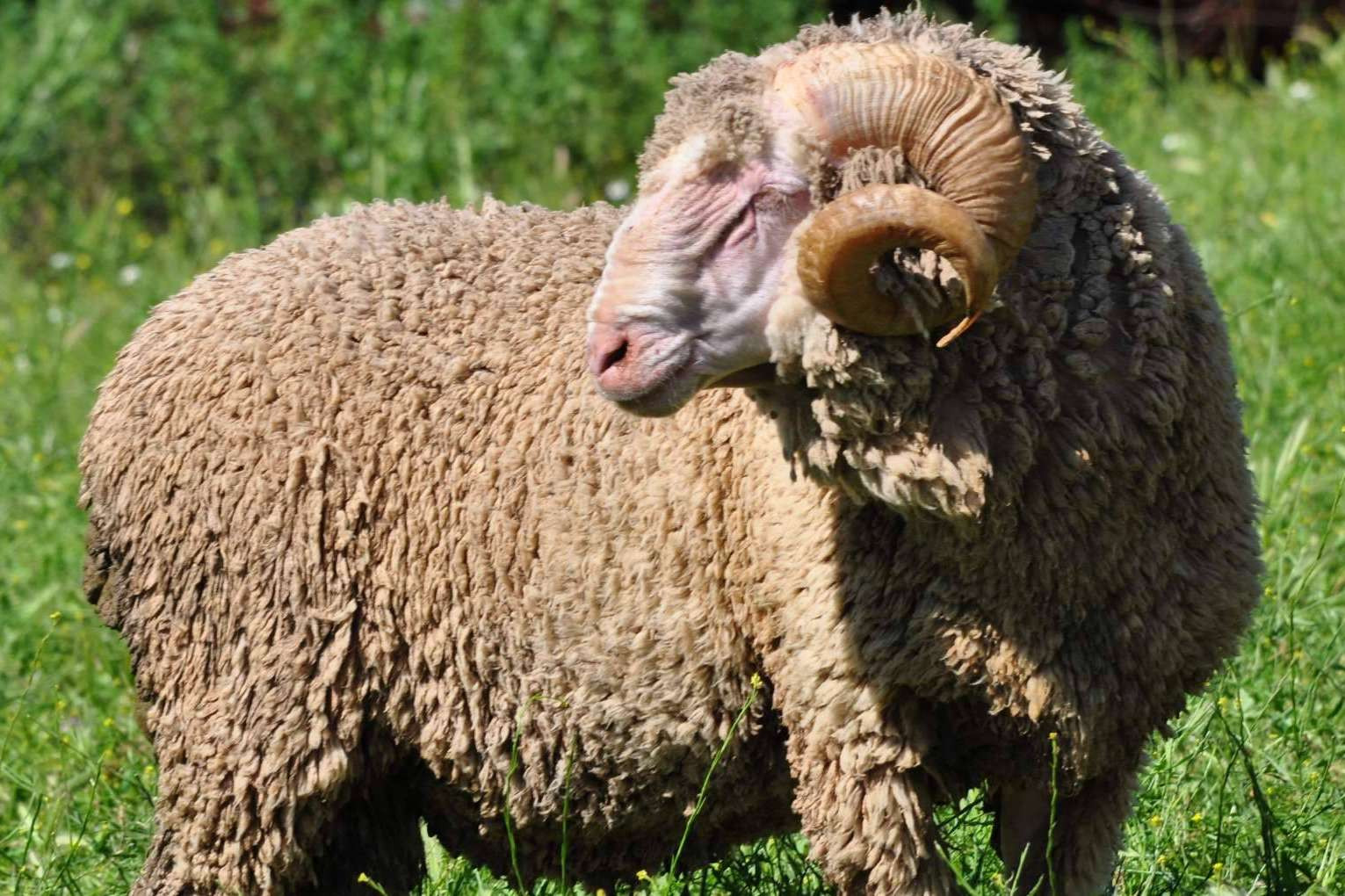  ¿Por qué es tan especial la lana de oveja Merina? 