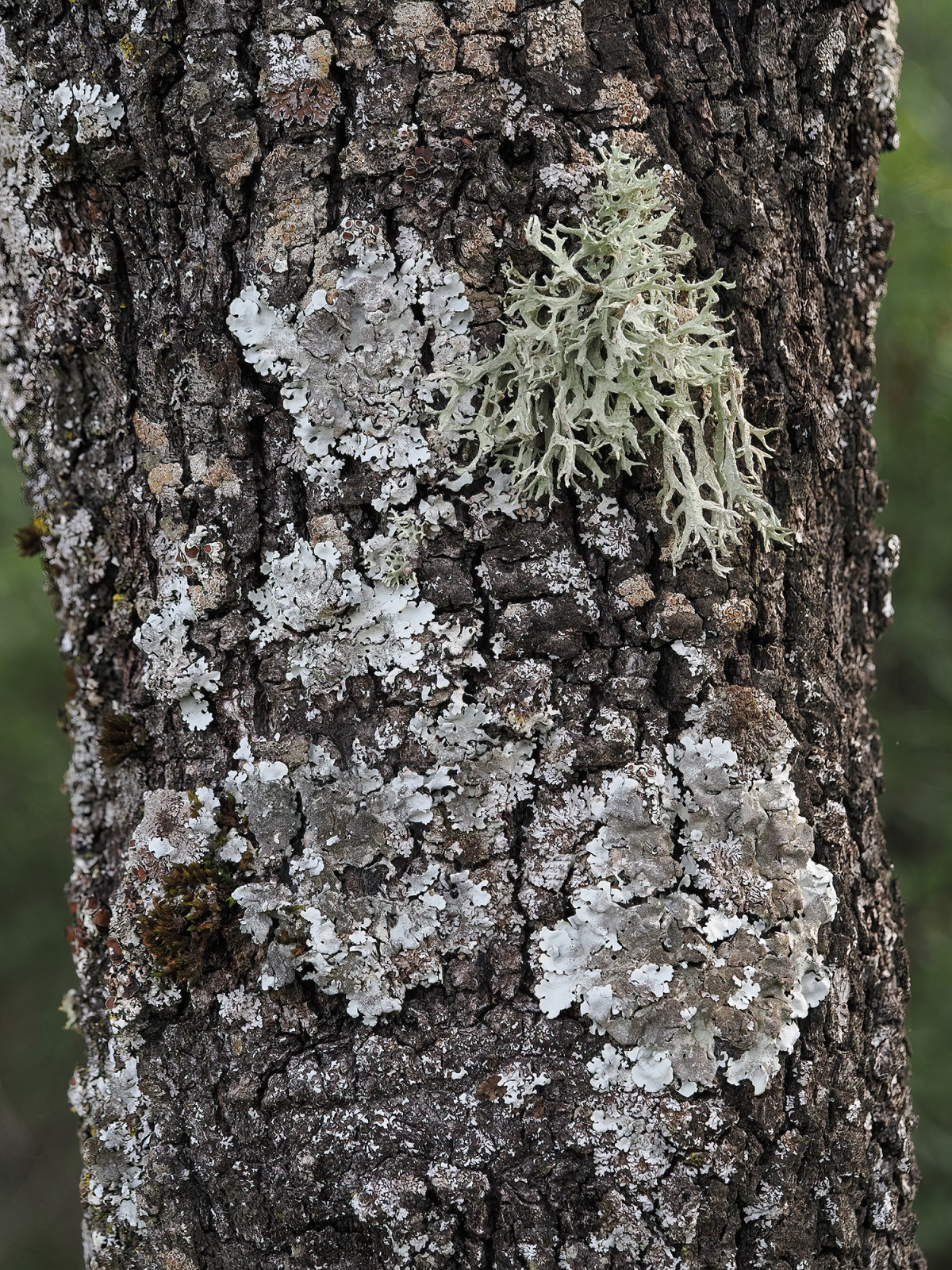 Qrotundifolia lichen community 1. Destacadajpg