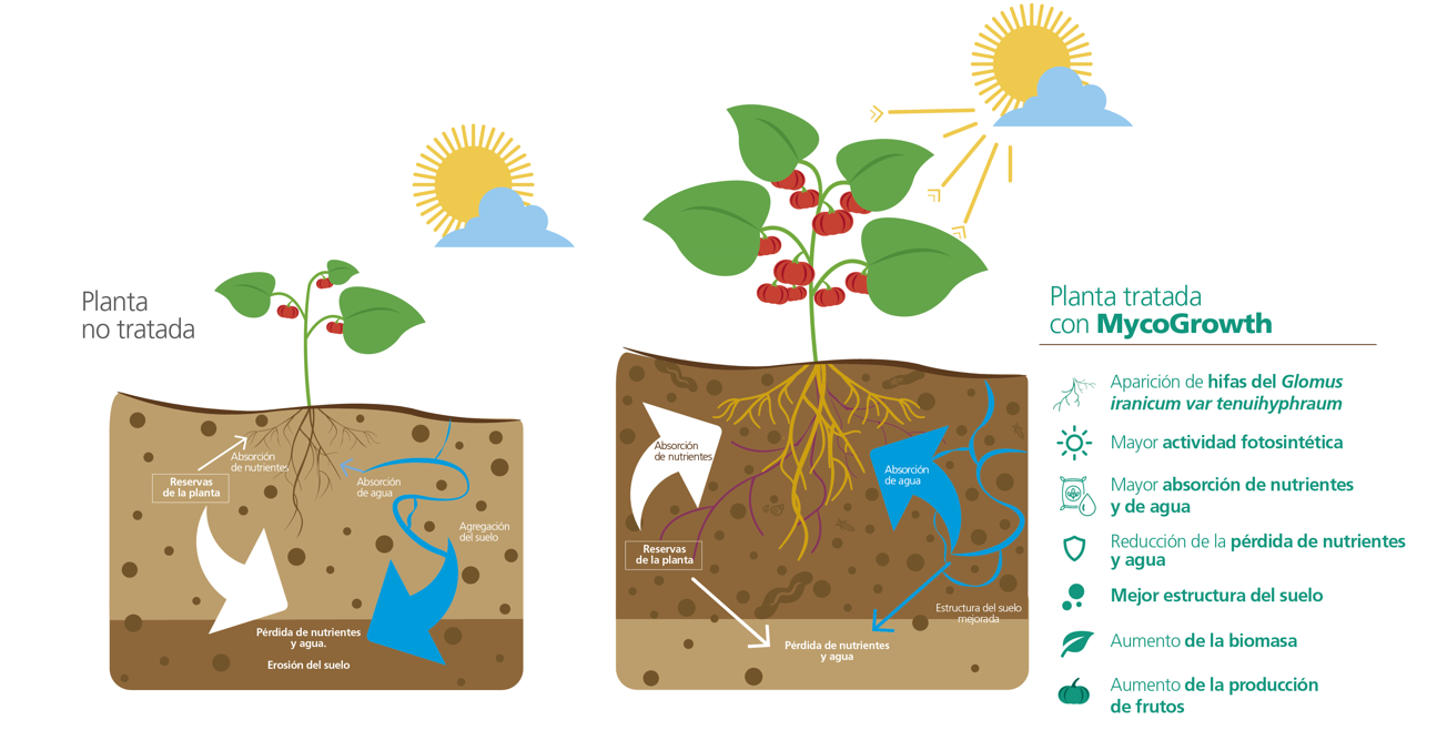 Symborg mejora la productividad de tomate cultivado en bolsas de arena