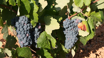 031114vinos