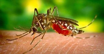 220814dengue