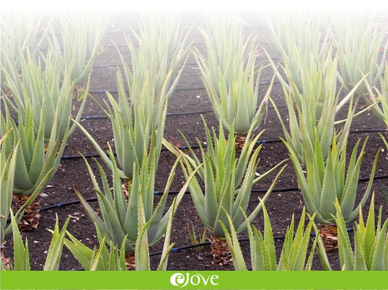 PlantacionesAloeEjoveIP