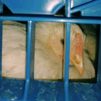 ​Vigilia de pollos la semana que viene en Algemesí