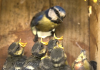 La temperatura ambiental influye en la aparición de parásitos en aves