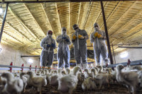 ​Crece la contención internacional a los antimicrobianos