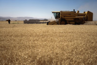 La inflación del trigo se debe a la crisis climática