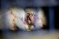 ​Salvan la vida a once pollos a las puertas de un matadero de Valencia