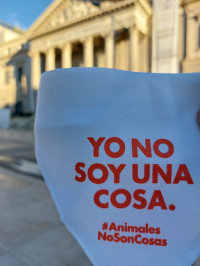 En España los animales ya son legalmente “seres dotados de sensibilidad”