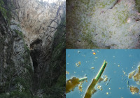 Amebas tecadas que actúan como ‘canarios mineros’ en la cueva Hundidero, en Málaga