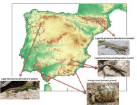 ​El Proyecto REPROCLIM identifica 300 puntos calientes de reptiles protegidos en España amenazados por el impacto del cambio climático