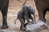 El elefante nacido en BIOPARC Valencia comienza a explorar la instalación exterior