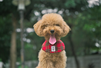 ​La Real Sociedad Canina alerta de los riesgos para los perros de raza, como los ‘toy’ o ‘tea cup’, de las modas en redes sociales