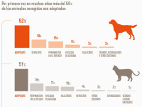 Más de 51% de perros y gatos que llegaron a las protectoras españolas en 2021 han sido adoptados