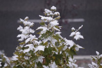 Adelanto del frío invernal