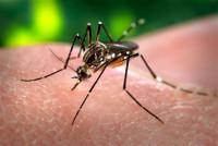 El estado de Nueva York ofrecerá pruebas gratuitas de zika