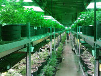 Colombia aprueba el proyecto de ley sobre uso medicinal de la marihuana