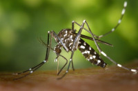 Cómo hacer frente a las picaduras de las plagas del mosquito tigre en España
