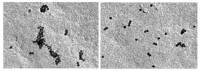 Investigadores españoles identifican el papel de un receptor en la formación de anticuerpos tras la vacunación