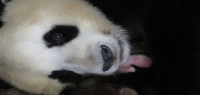 Nace una hembra de oso panda en el Zoo de Madrid