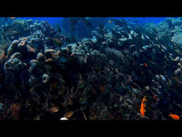 ‘Mares Circulares’, un proyecto para realzar la importancia de los océanos