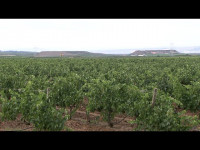 ​Se presenta en La Rioja el proyecto Dionisio, una apuesta por la biodiversidad en España