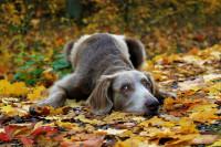 El fin de la temporada de caza es el segundo motivo de abandono de perros en España