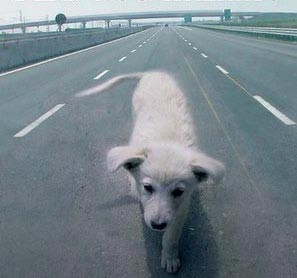 perrocarretera_edited