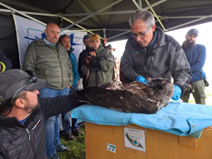 ​Dos nuevos pollos de quebrantahuesos, procedentes de Andalucía, han llegado a Picos de Europa