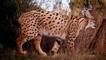 6_lince