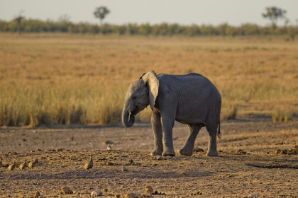 El elefante: el gigante de la memoria