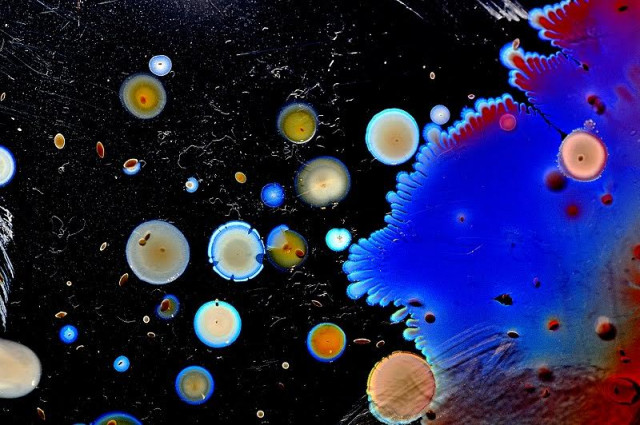 Cultivobacteriano