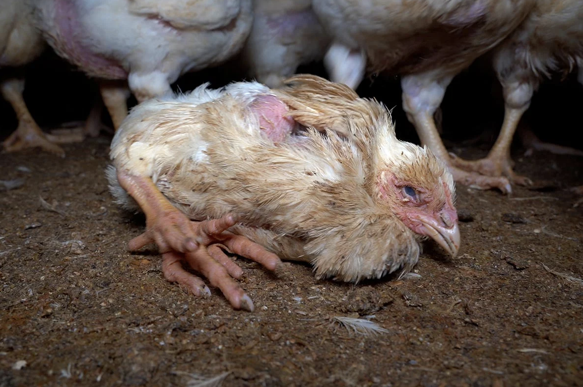 NGO Equalia discovered cannibalism, heart attacks and deformities at German poultry farms linked to supplier Lidl
