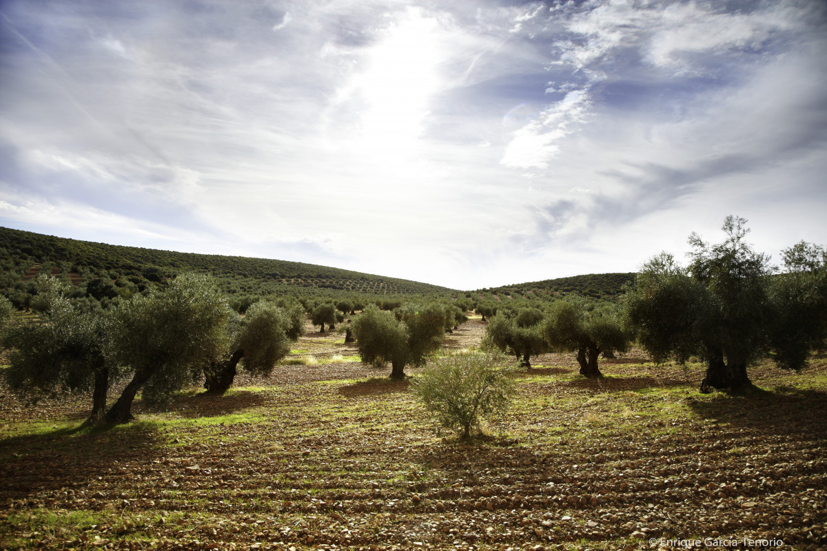 Foto nº 1. Olivar Montes de Toledo