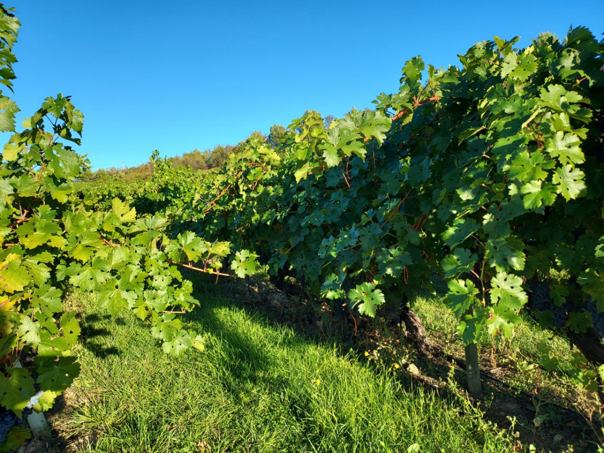 Viñedos de La Rioja 2