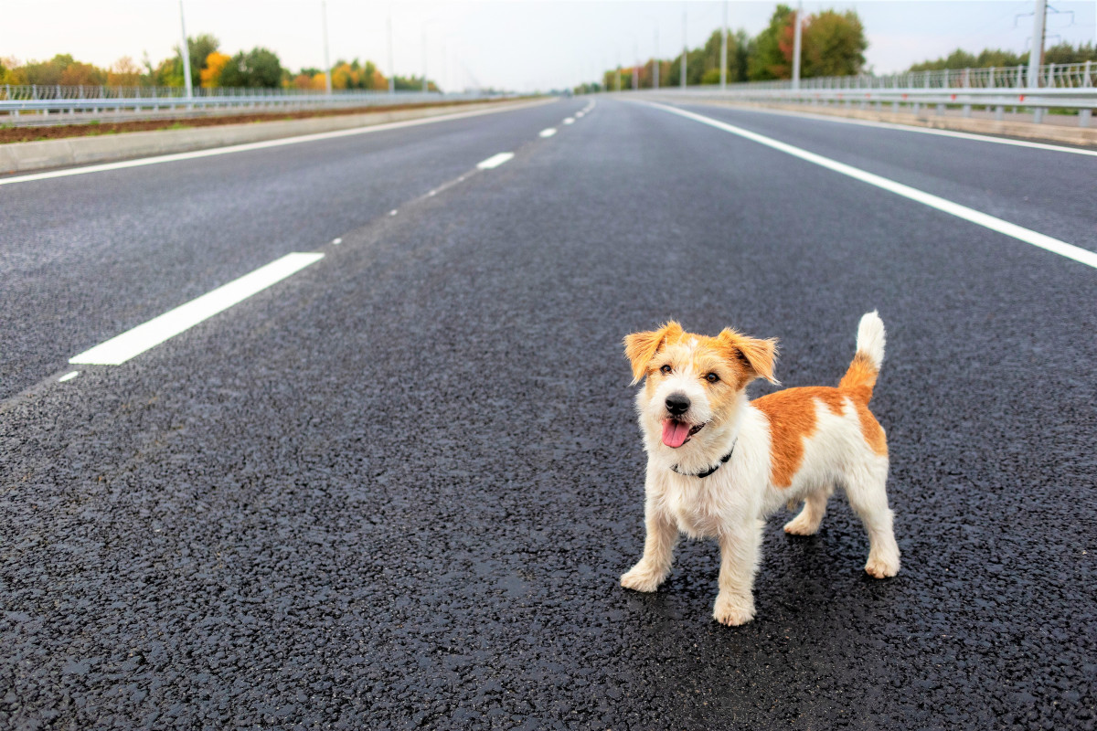 Animales Carretera 5