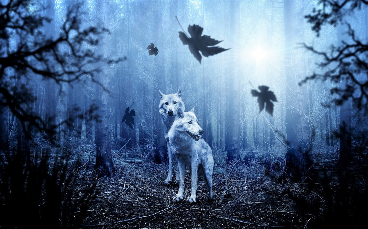 Wolves 2864647 1920