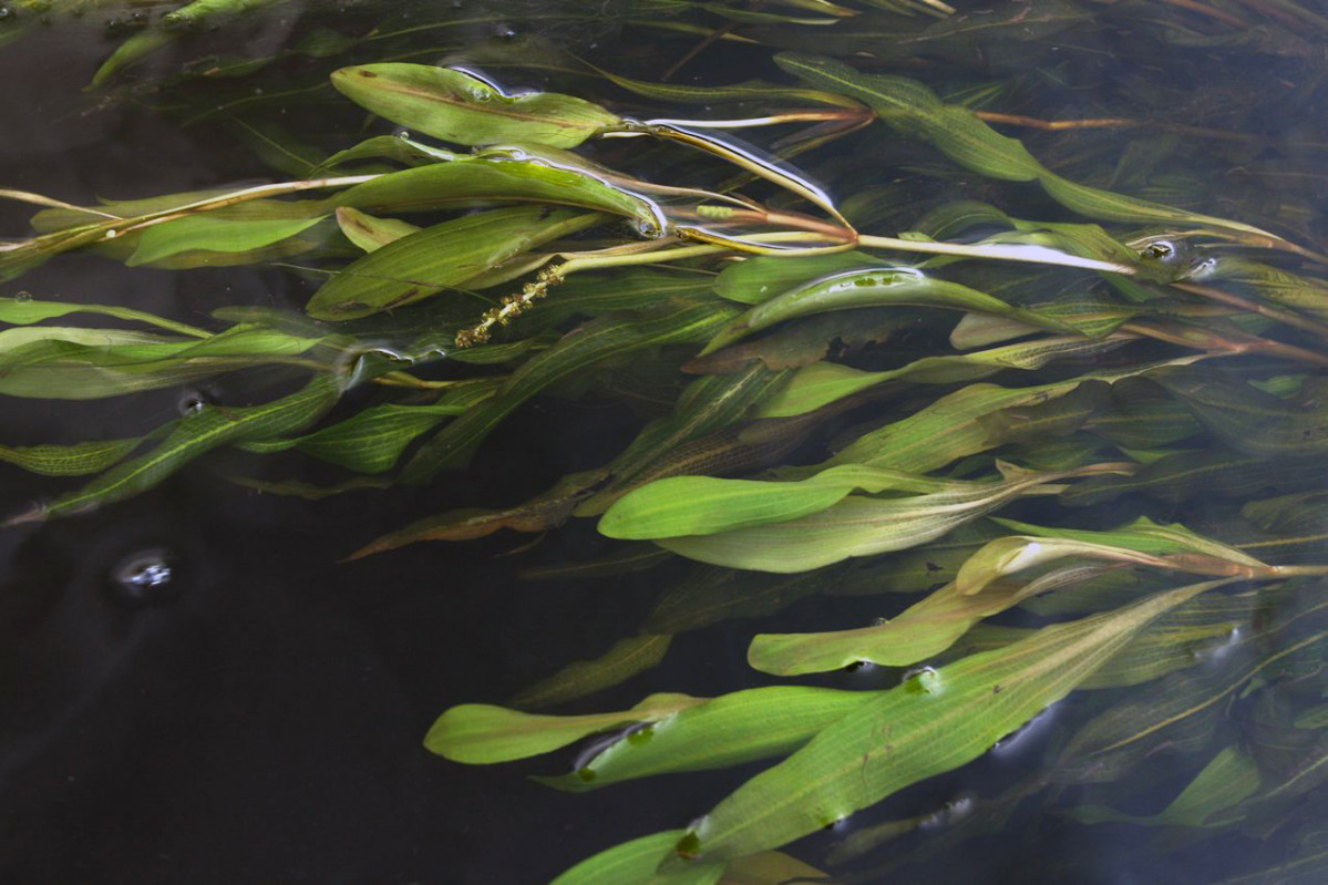 New Phytologist Angiospermas Potamogeton alpinus, robust form (the River. Uftyuga, Vologda reg., Russia)