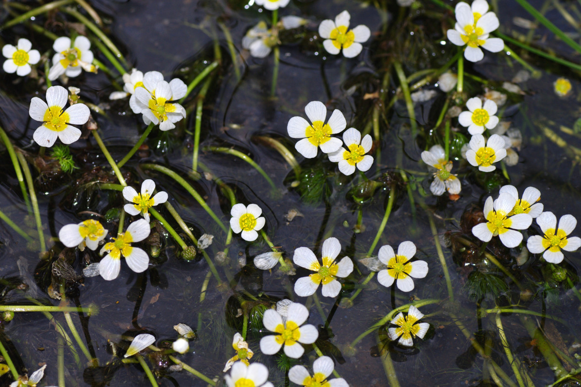 New Phytologist Angiospermas Ranunculus aquatilis