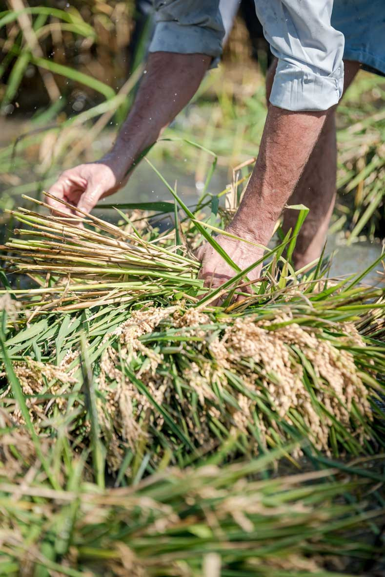 El arroz de La Albufera