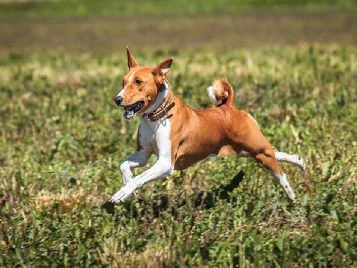 Así es la raza de perro que nunca ladra