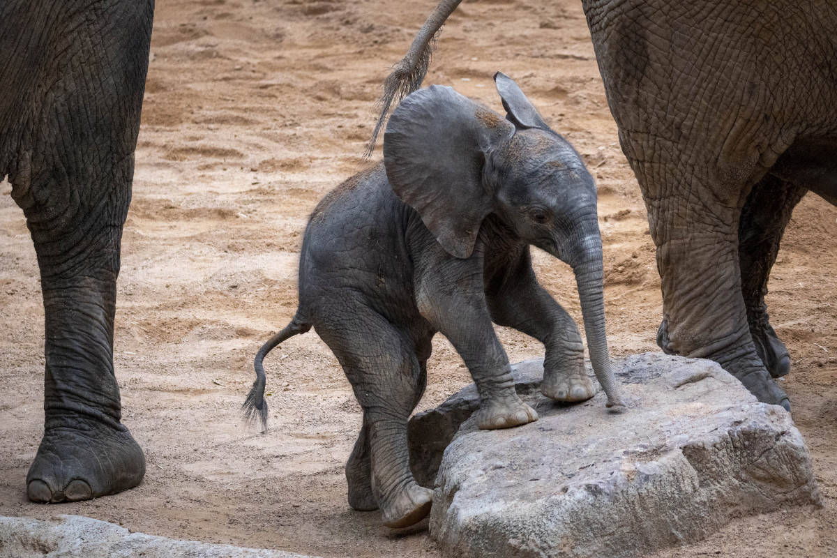 Noviembre 2022   BIOPARC Valencia   Primeras salidas al exterior de la cría de elefante 2