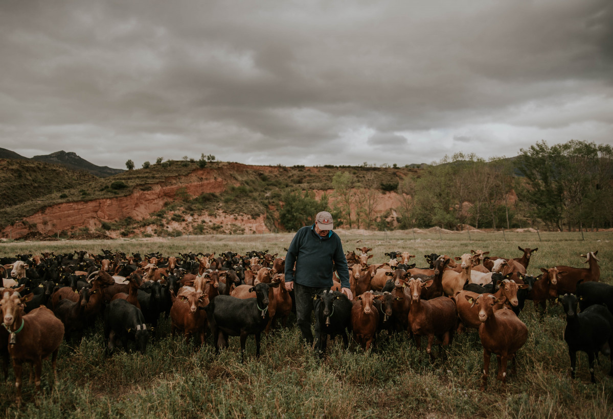 PASTOR Y CABRAS