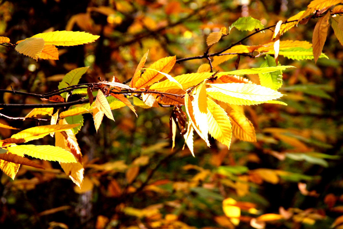 Bosque de Cobre Pujerra 6 min